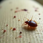 Signs of Bed Bugs in Your Car: What to Look For