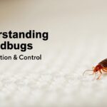 Bedbug Infestation
