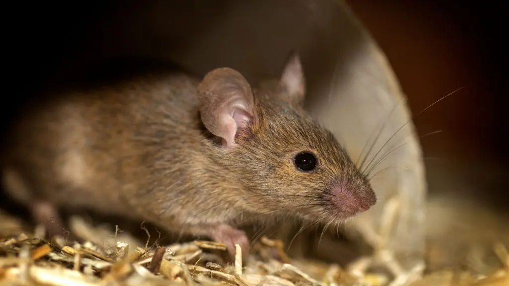 How to Stop Mice from Eating Other Mice
